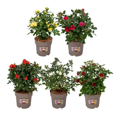 Rose mix Strauch T19 H050