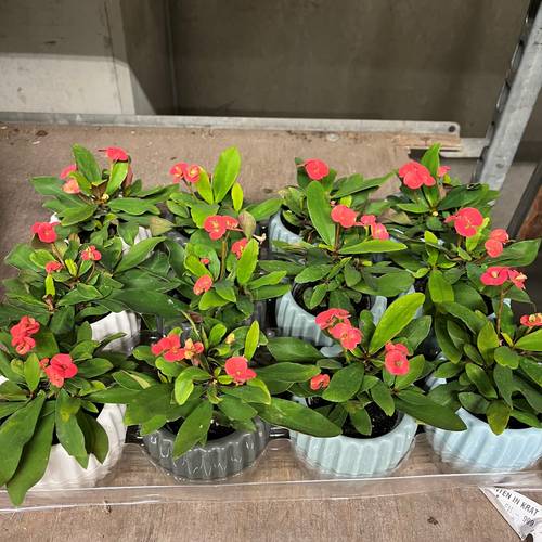 Euphorbia rosa Milii im Keramik T06 H015