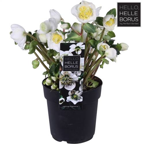 Helleb.Chr Carol Ohne Bletter T12 H20