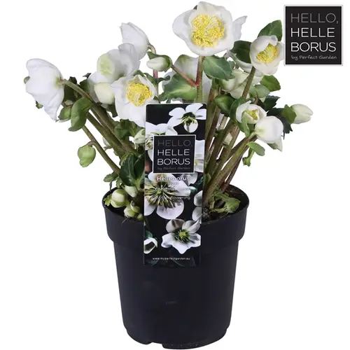 Helleb.Chr Carol Ohne Bletter T12 H20