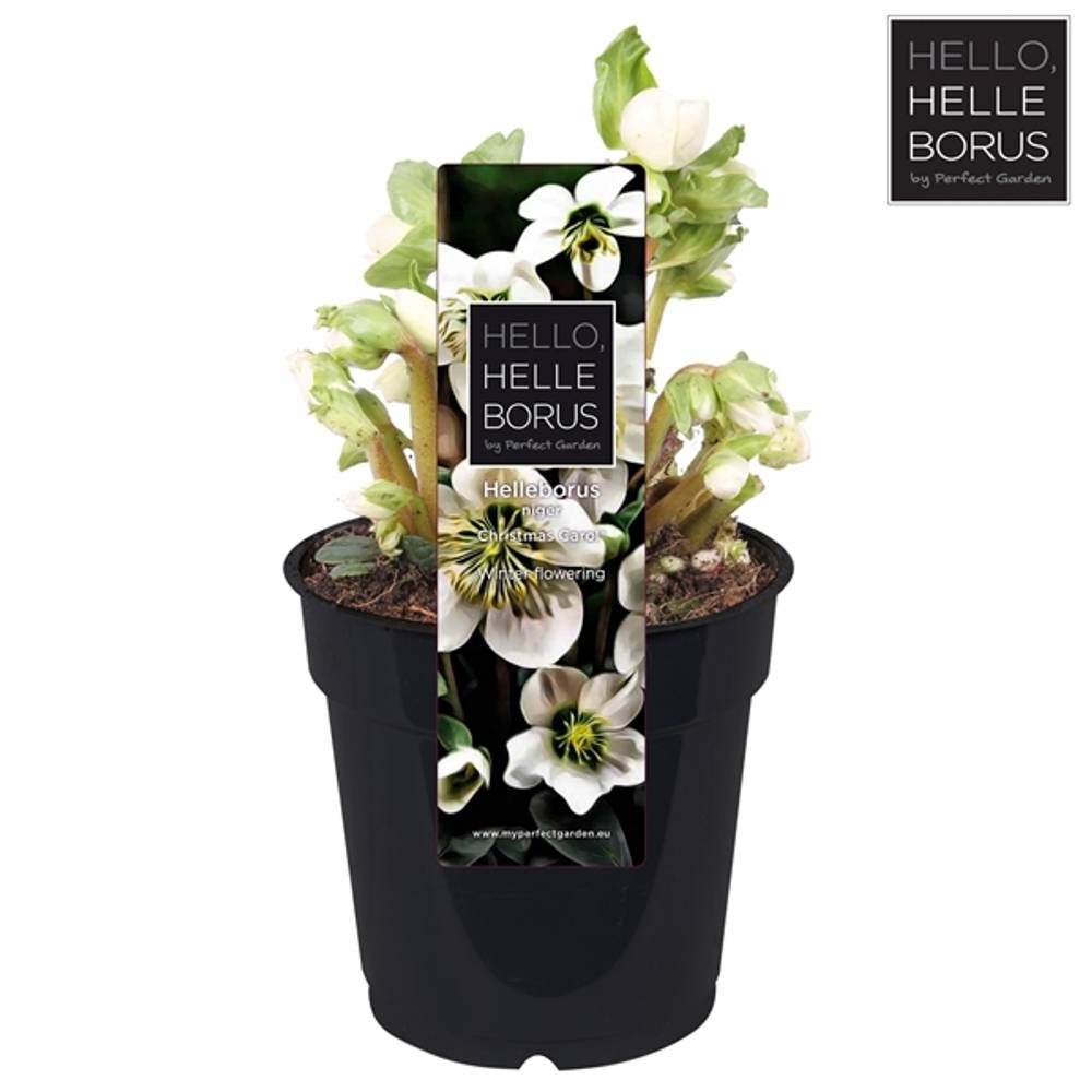 Helleb.Chr Carol Ohne Bletter T12 H20