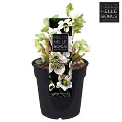 Helleb.Chr Carol Ohne Bletter T12 H20