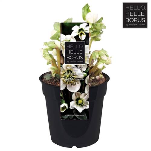 Helleb.Chr Carol Ohne Bletter T12 H20