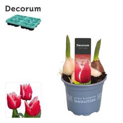 Tulpen 3er rot Intense T09 H015