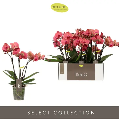 Phal.3-R Tablo T12 H40 Spritz