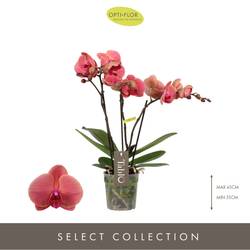 Phal.3-R Tablo T12 H40 Spritz