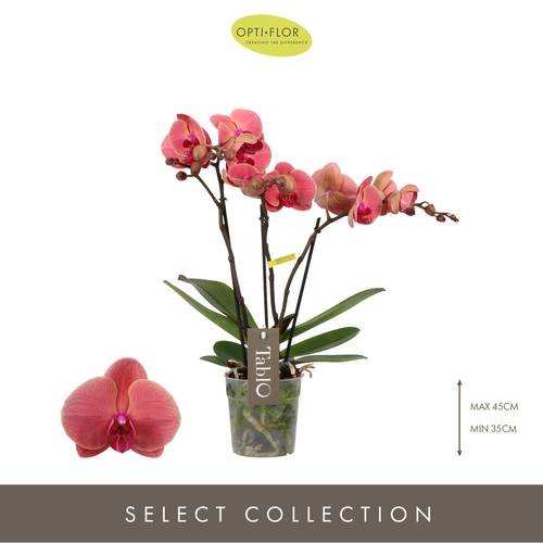 Phal.3-R Tablo T12 H40 Spritz