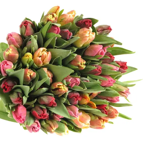 Tulpe mix Papagei im bund 28 Gramm
