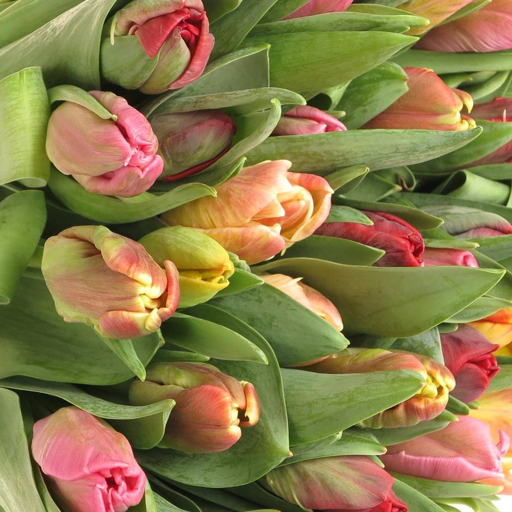 Tulpe mix Papagei im bund 28 Gramm