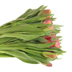 Tulpe mix Papagei im bund 28 Gramm