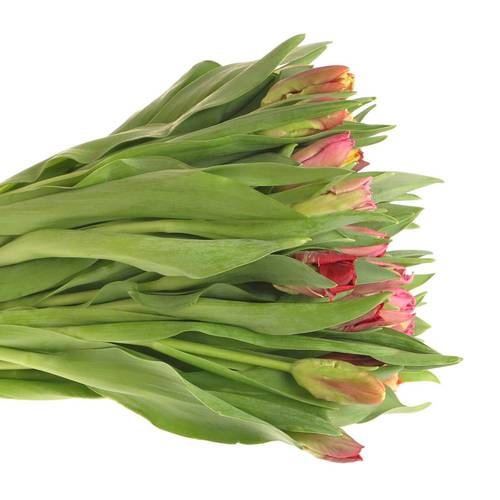 Tulpe mix Papagei im bund 28 Gramm