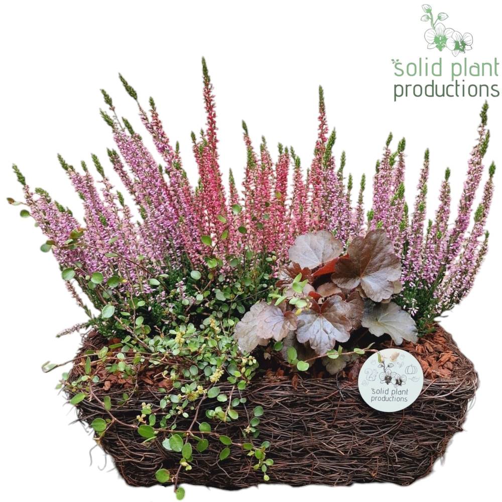 Garten.Arr SRM006 Herbst T34 H035