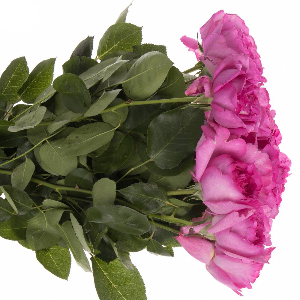 Rose fuchsia Yves Piaget 50cm duftend