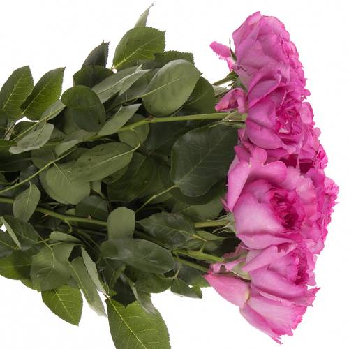 Rose fuchsia Yves Piaget 50cm duftend