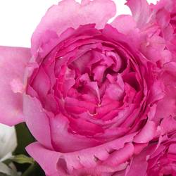 Rose fuchsia Yves Piaget 50cm duftend