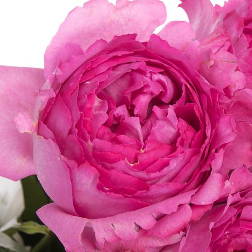 Rose fuchsia Yves Piaget 50cm duftend
