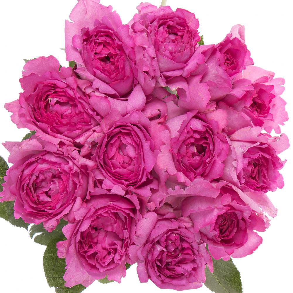 Rose fuchsia Yves Piaget 50cm duftend