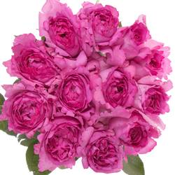 Rose fuchsia Yves Piaget 50cm duftend