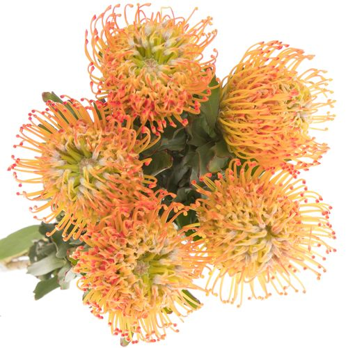 Nutans orange Ayoba 70cm