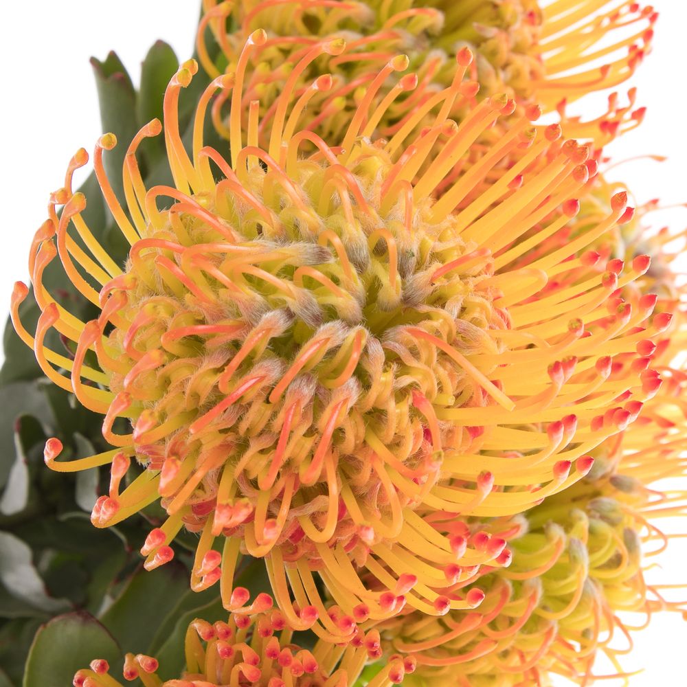 Nutans orange Ayoba 70cm
