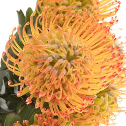 Nutans orange Ayoba 70cm