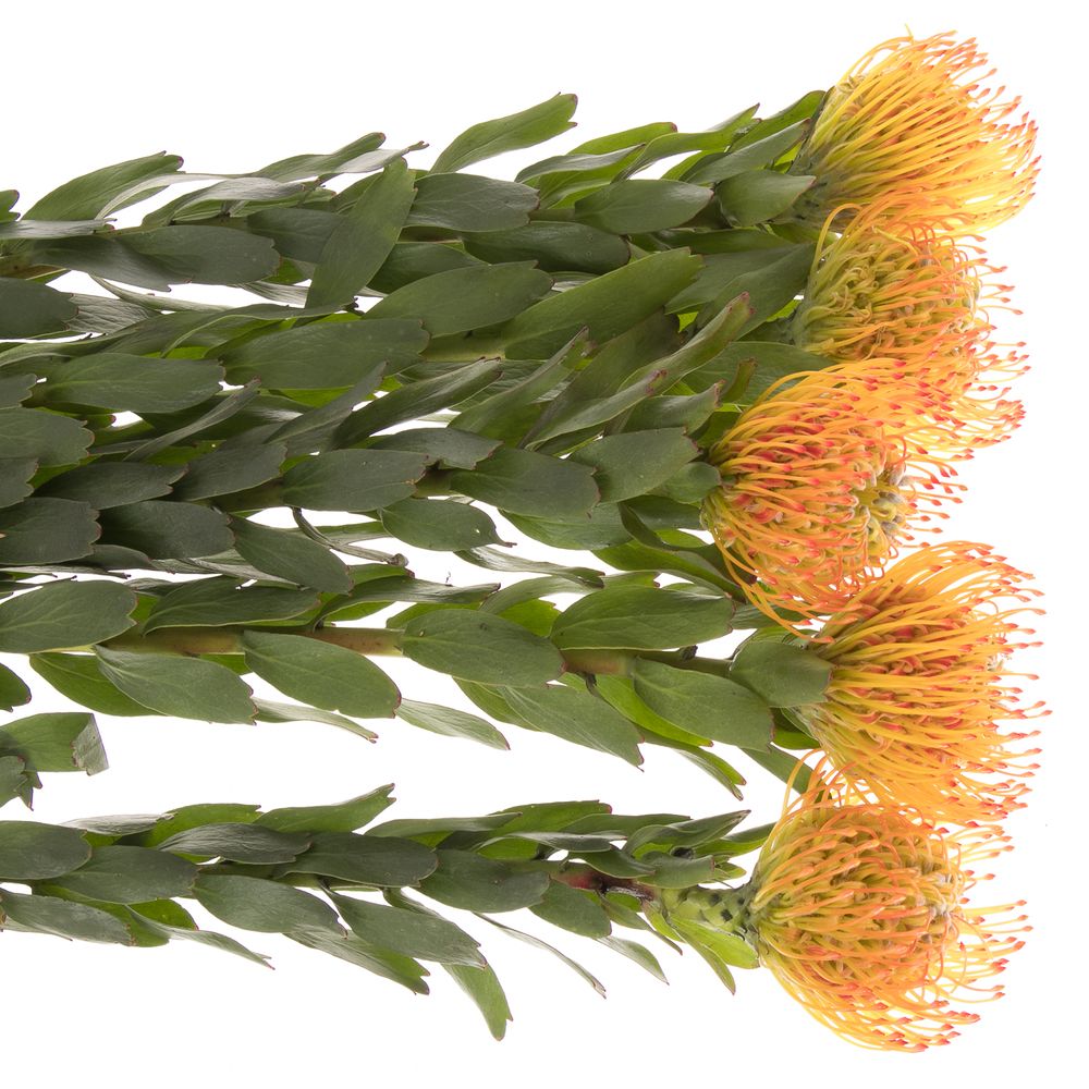 Nutans orange Ayoba 70cm