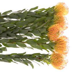 Nutans orange Ayoba 70cm