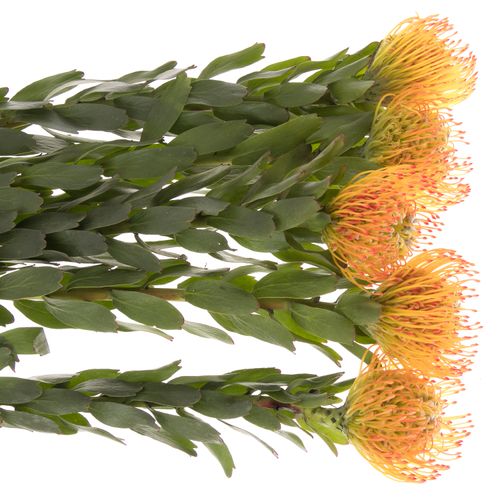 Nutans orange Ayoba 70cm