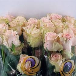 Rose creme Salma (Ec) 70cm