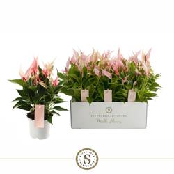 Anth.rosa Exclusief Mille Fleurs Li T12 H040