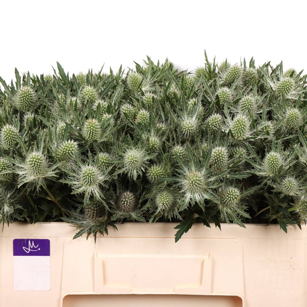 Distel weiss Gemini Questar 50cm