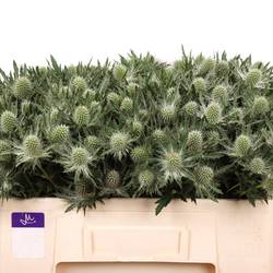 Distel weiss Gemini Questar 50cm