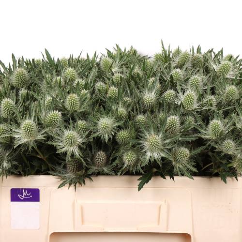 Distel weiss Gemini Questar 50cm