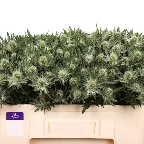 Distel weiss Gemini Questar 50cm