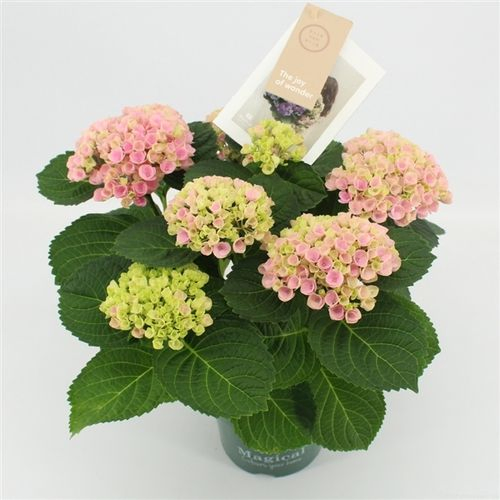 Hortensie Magical rosa 5-6Bl. T14 H035