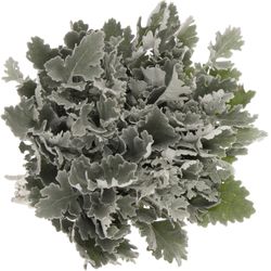 Senecio Antonia 50cm