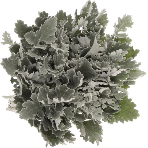 Senecio Antonia 50cm