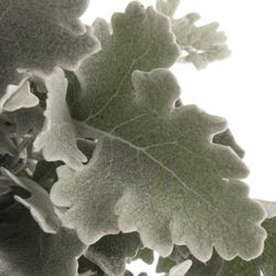 Senecio Antonia 50cm