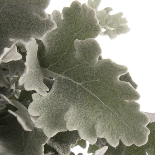 Senecio Antonia 50cm