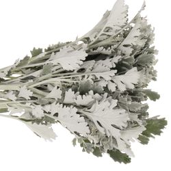 Senecio Antonia 50cm