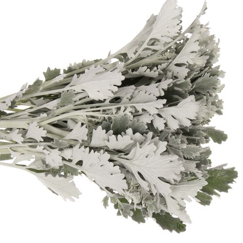 Senecio Antonia 50cm