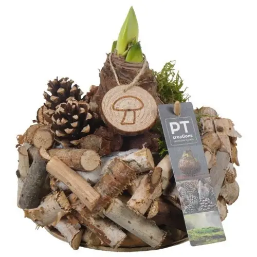 Amaryl.Arr PTAA7543 rote Bl. T20 H021