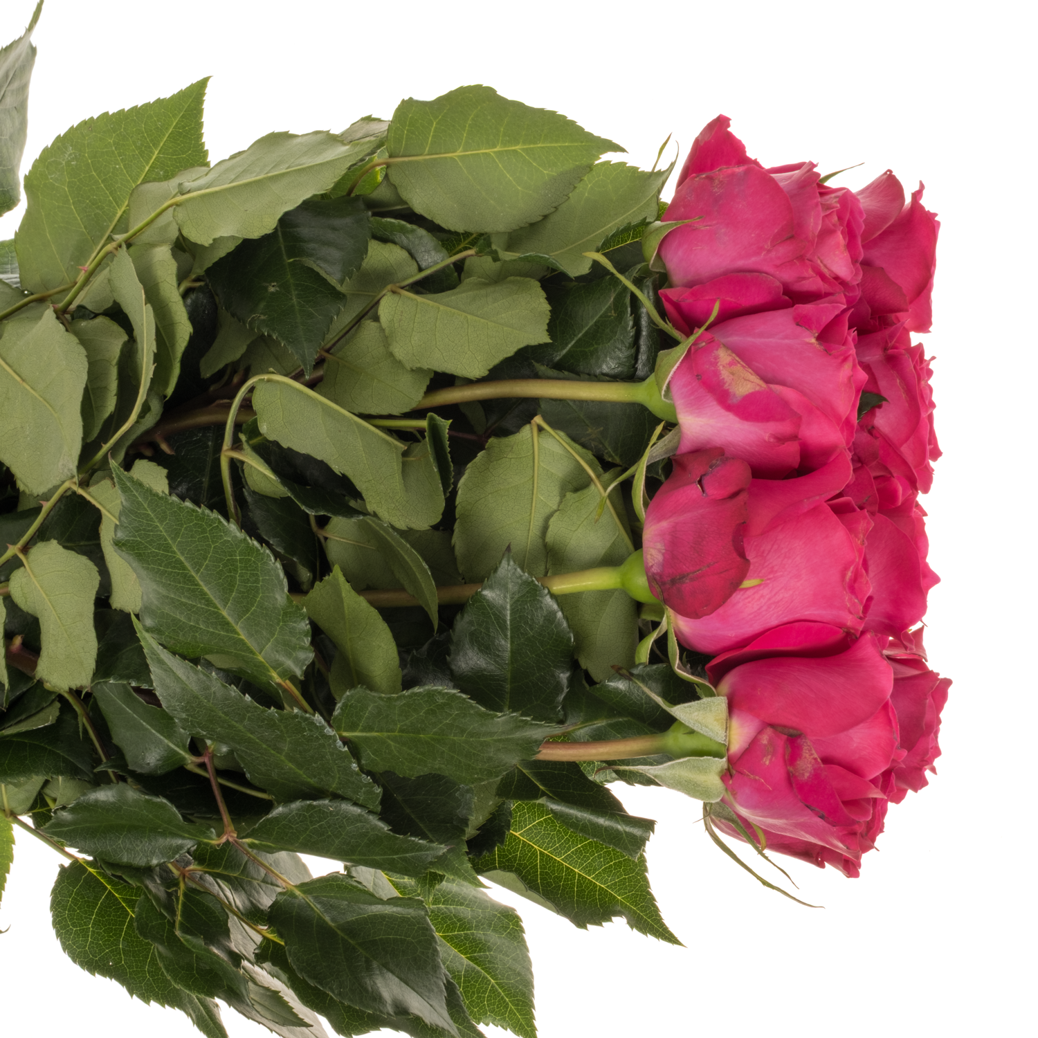 Rose fuchsia Hettie duftend 50cm
