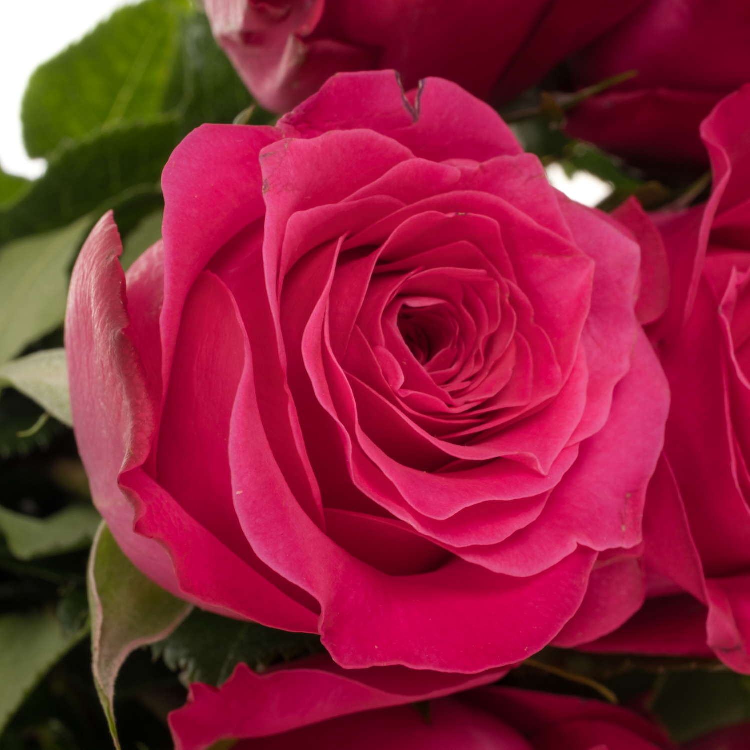 Rose fuchsia Hettie duftend 50cm
