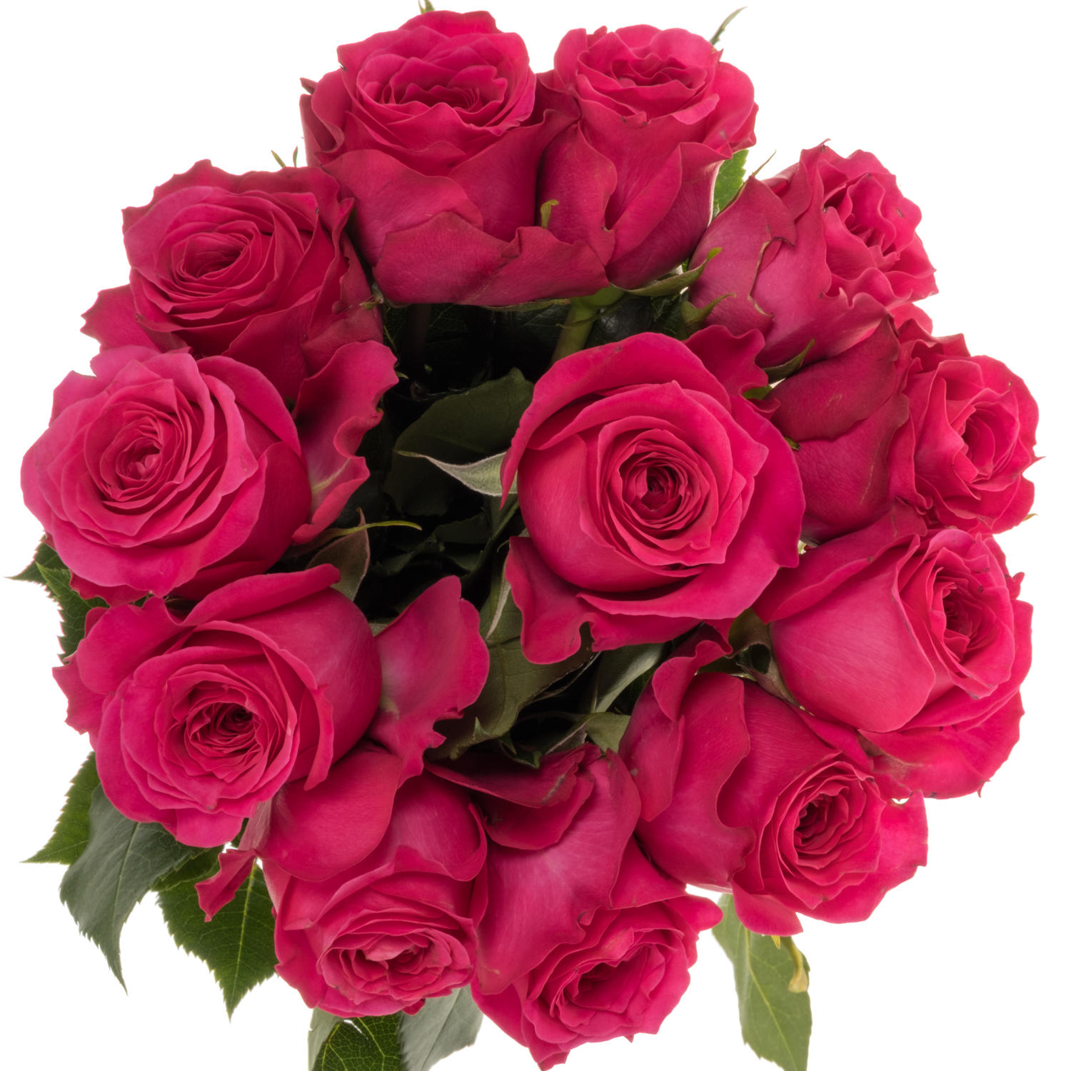 Rose fuchsia Hettie duftend 50cm