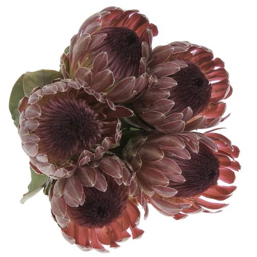 Protea rot Sharon 50cm