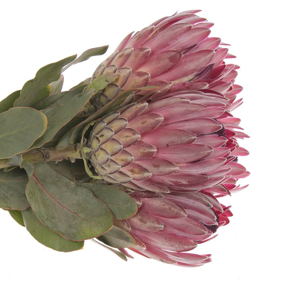 Protea rot Sharon 50cm