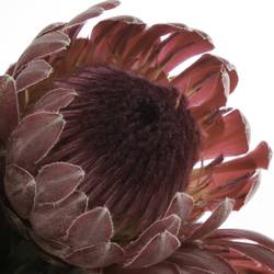 Protea rot Sharon 50cm
