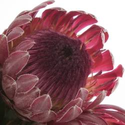 Protea rot Sharon 50cm