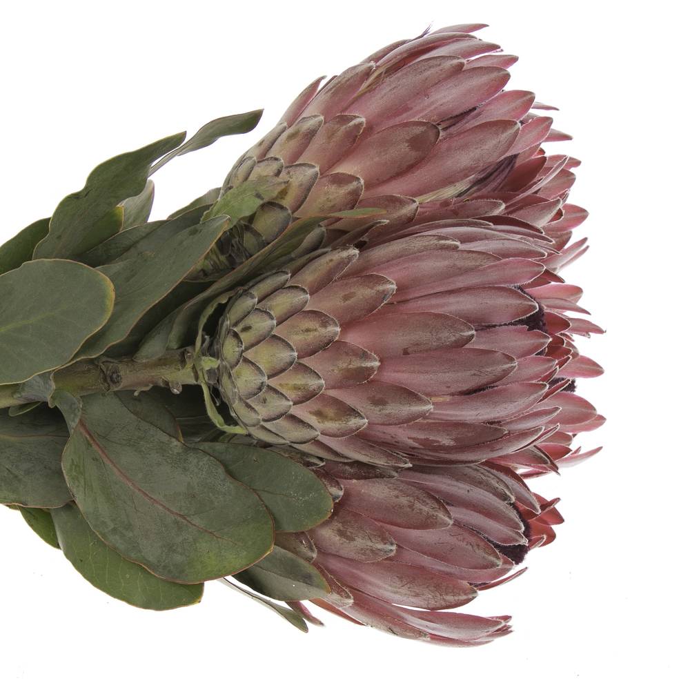 Protea rot Sharon 50cm